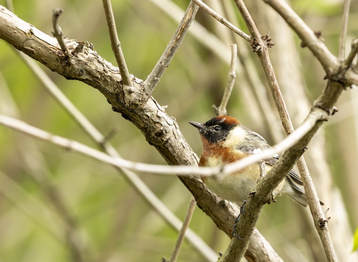 Bay-breasted Warbler - ML645615762