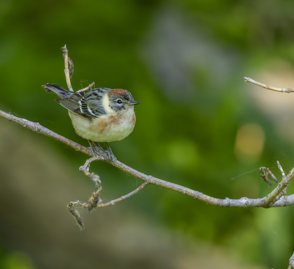 Bay-breasted Warbler - ML645615764