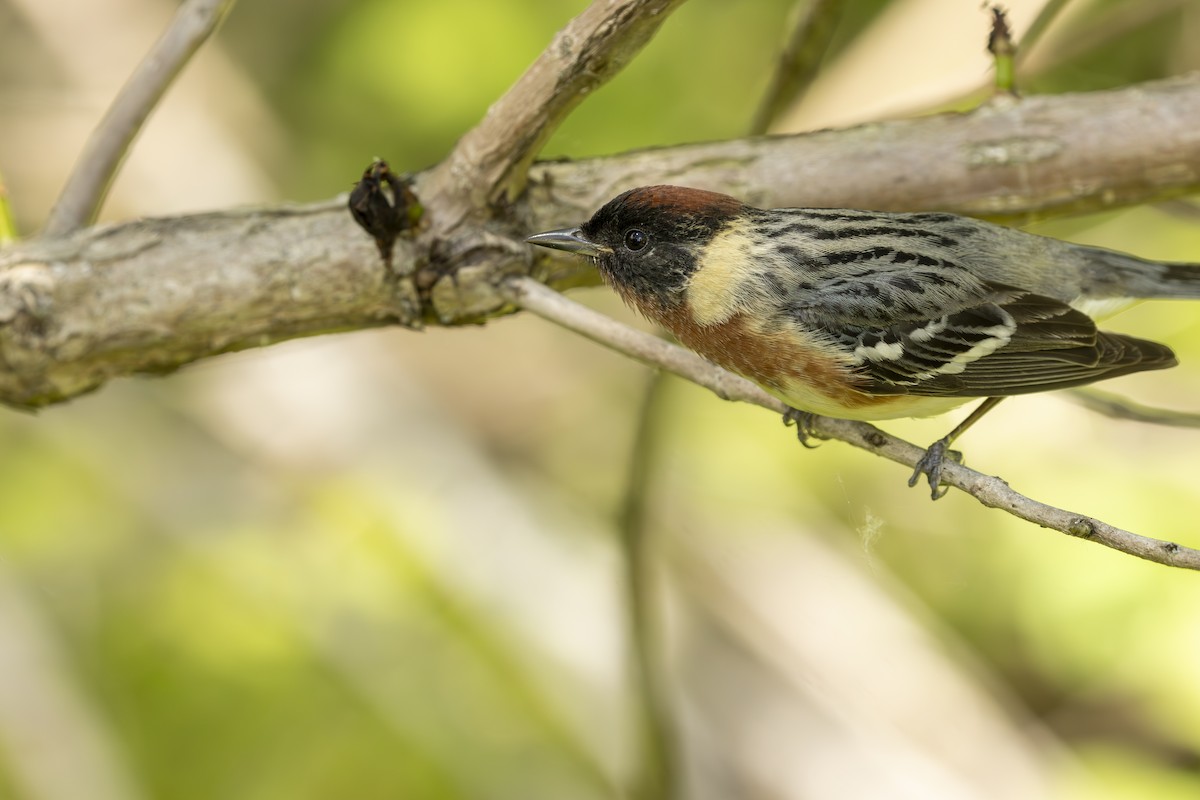 Bay-breasted Warbler - ML645615765