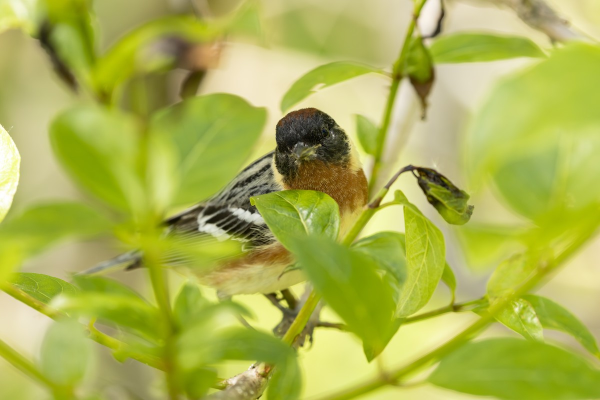 Bay-breasted Warbler - ML645615766