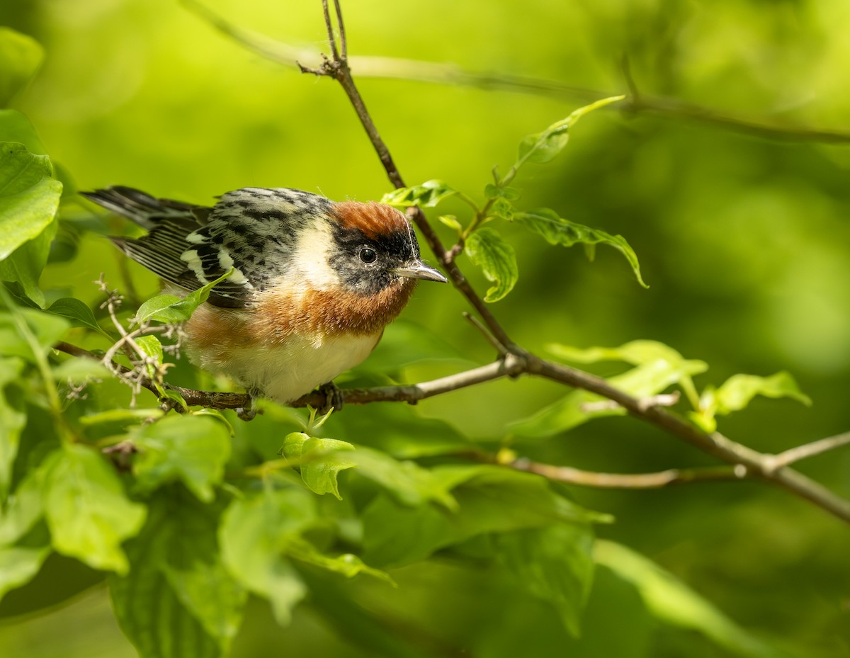Bay-breasted Warbler - ML645615767