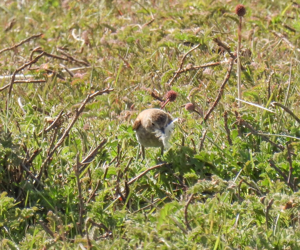 Austral Negrito - ML645615768