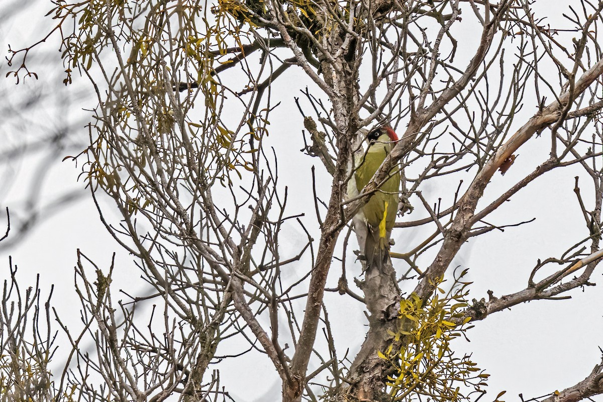 Eurasian Green Woodpecker - ML645615769