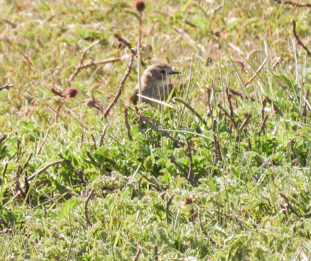 Austral Negrito - ML645615770