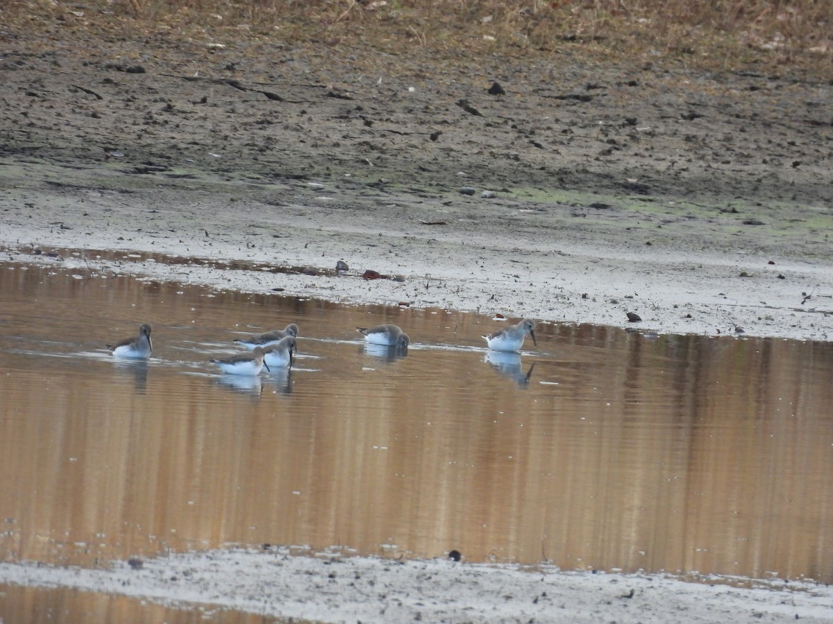 Dunlin - ML645615771