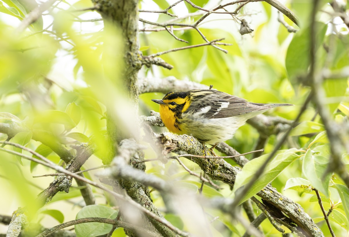 Blackburnian Warbler - ML645615773