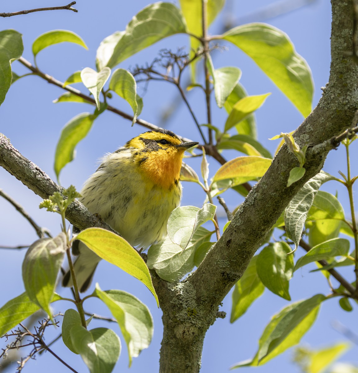 Blackburnian Warbler - ML645615774