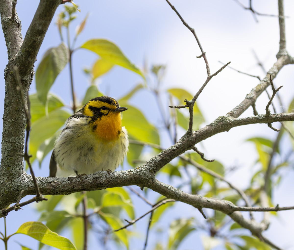 Blackburnian Warbler - ML645615775