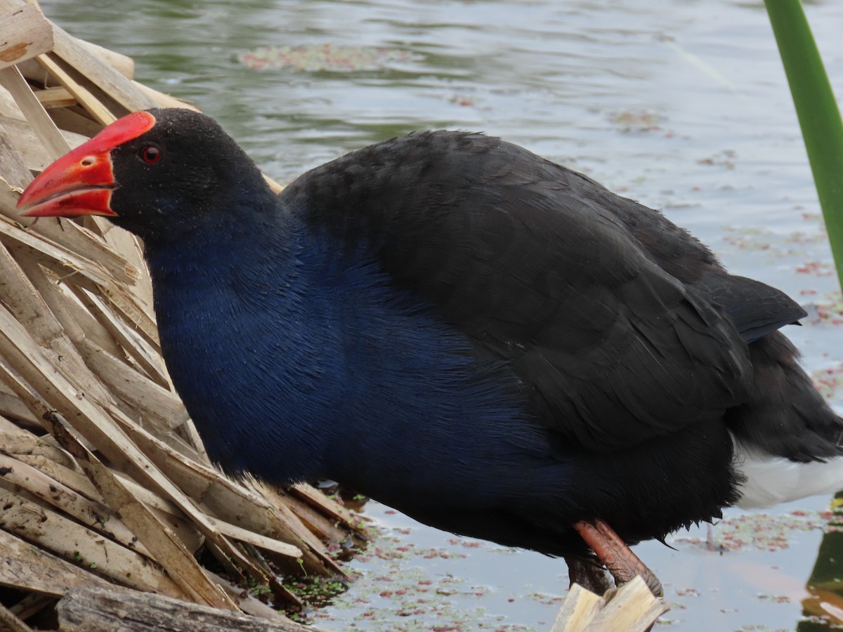 Australasian Swamphen - ML645615776