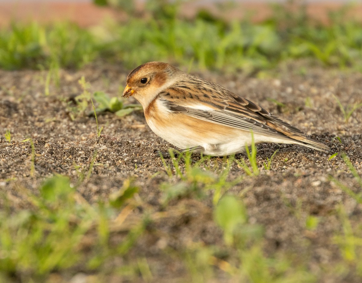 Snow Bunting - ML645615777