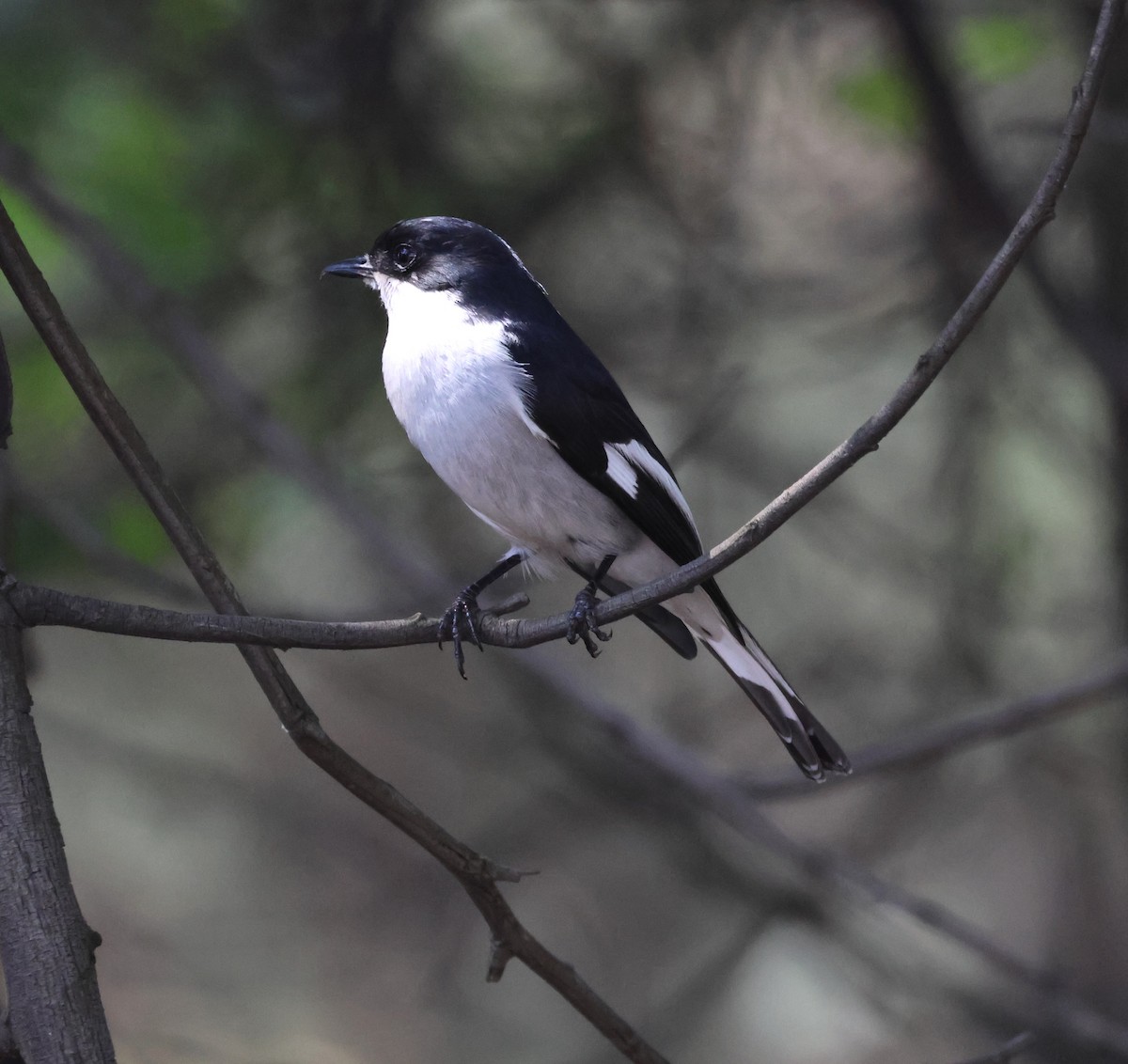 Southern Fiscal - ML645615781