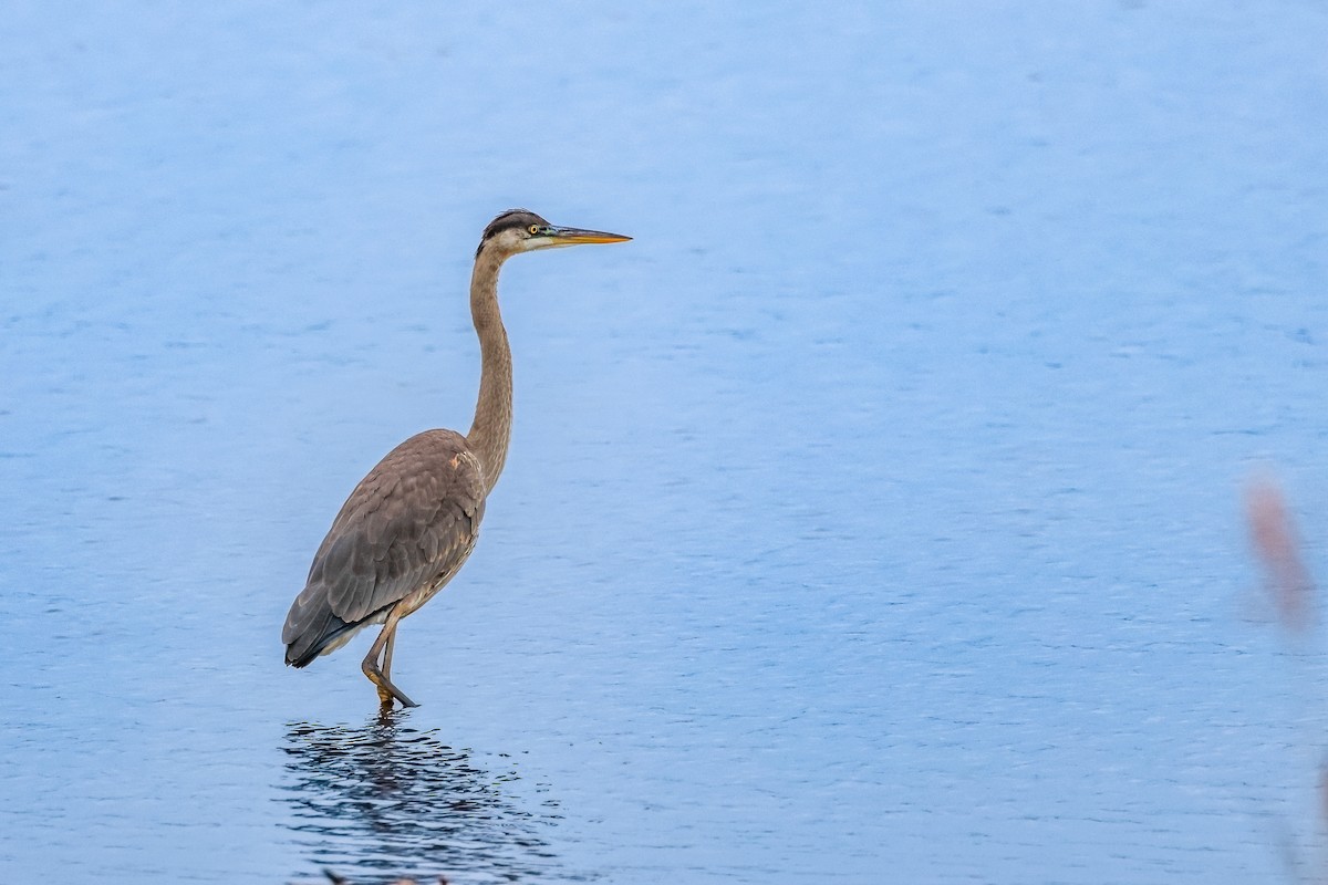 Great Blue Heron - ML645615782