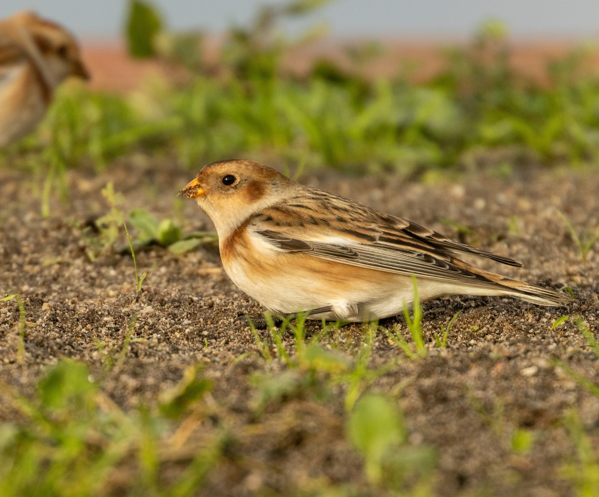 Snow Bunting - ML645615783