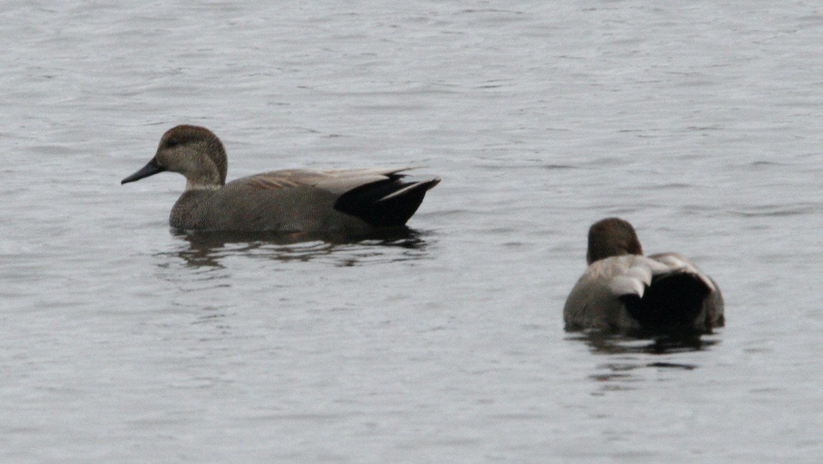 Gadwall - ML645615784