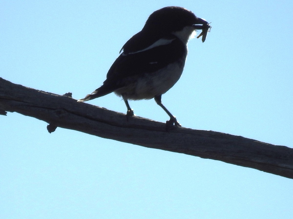 Southern Fiscal - ML645615785