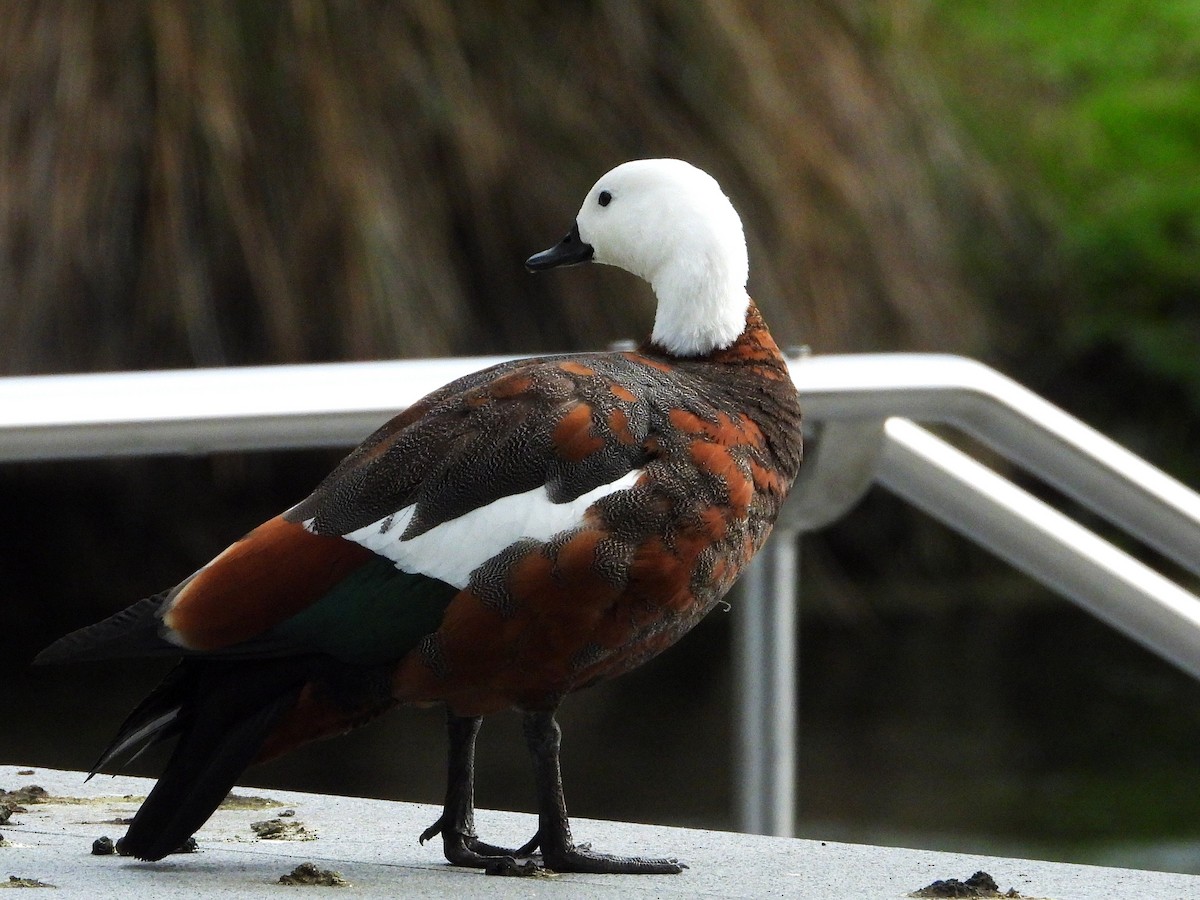 Tarro Maorí - ML645615806