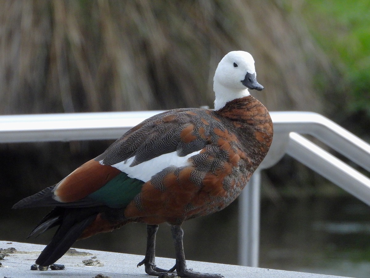 Tarro Maorí - ML645615807