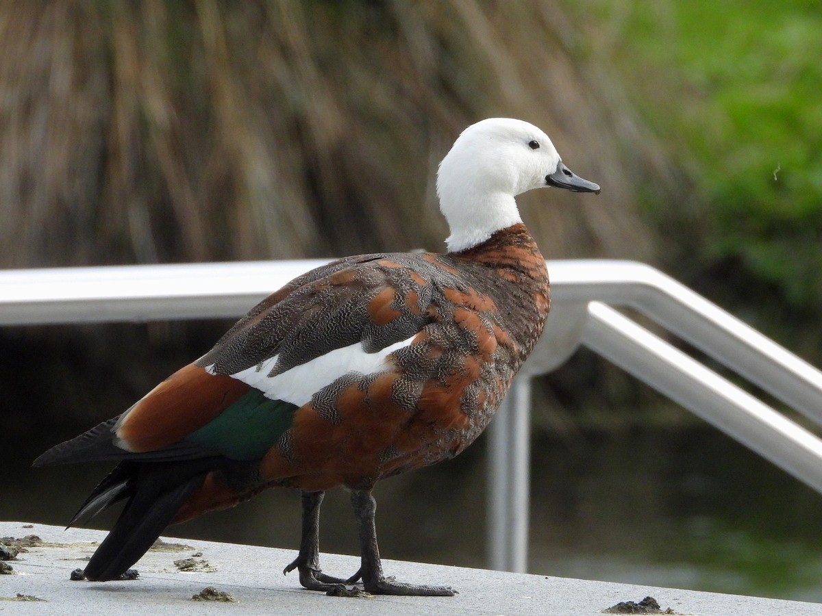 Tarro Maorí - ML645615808