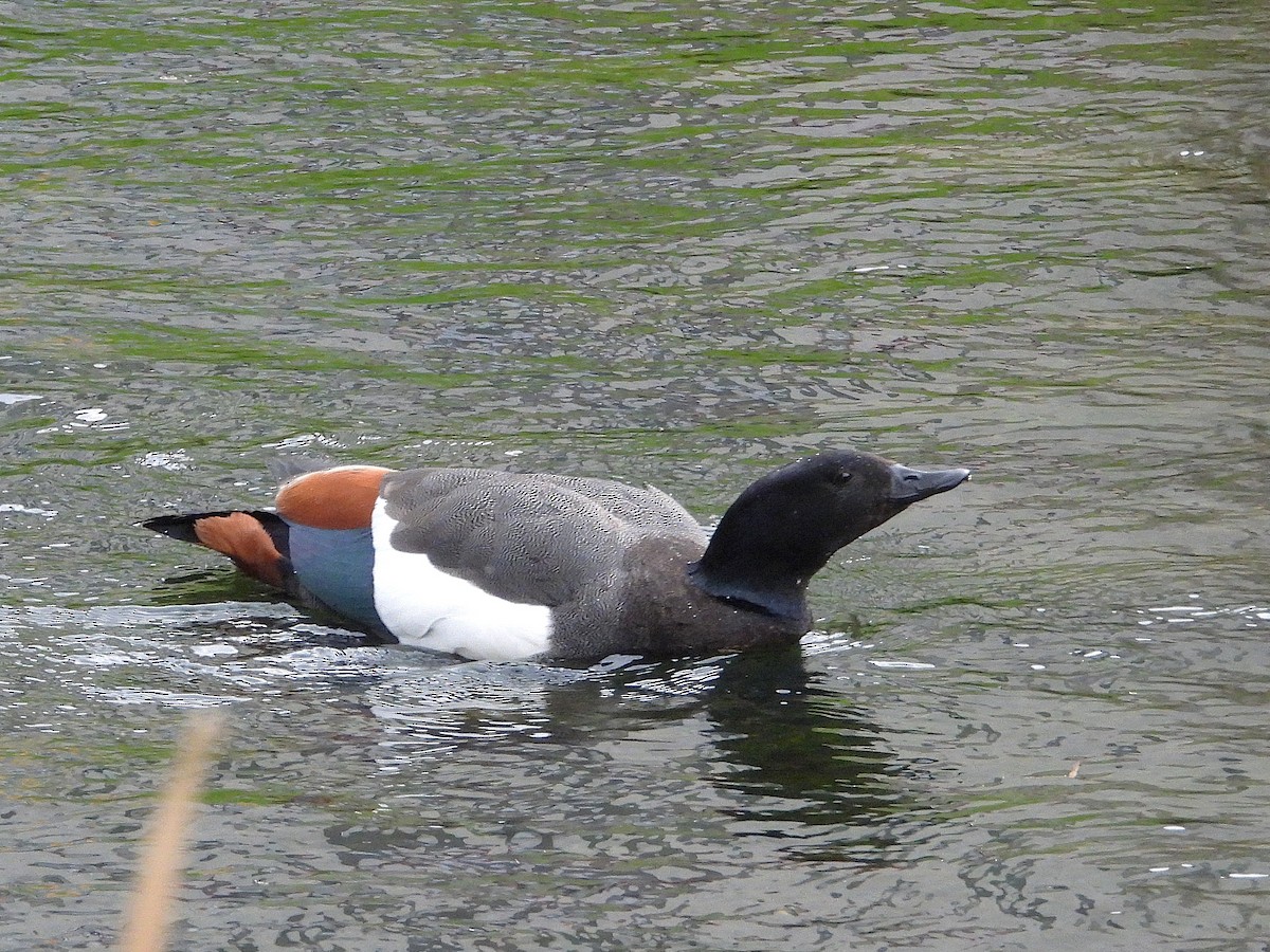 Tarro Maorí - ML645615809