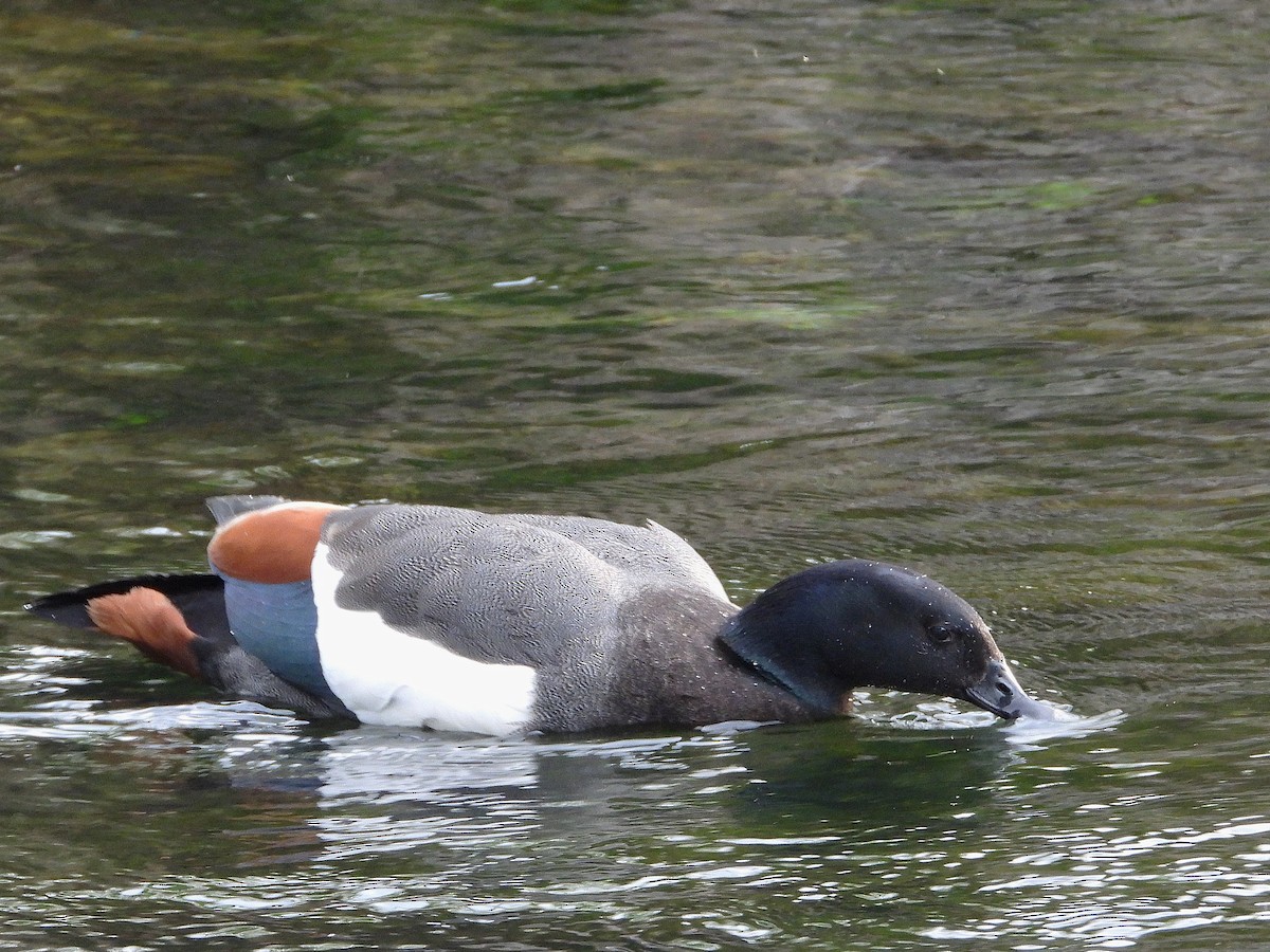 Tarro Maorí - ML645615811