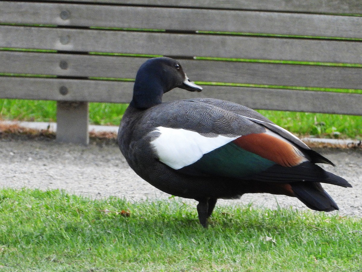 Tarro Maorí - ML645615812