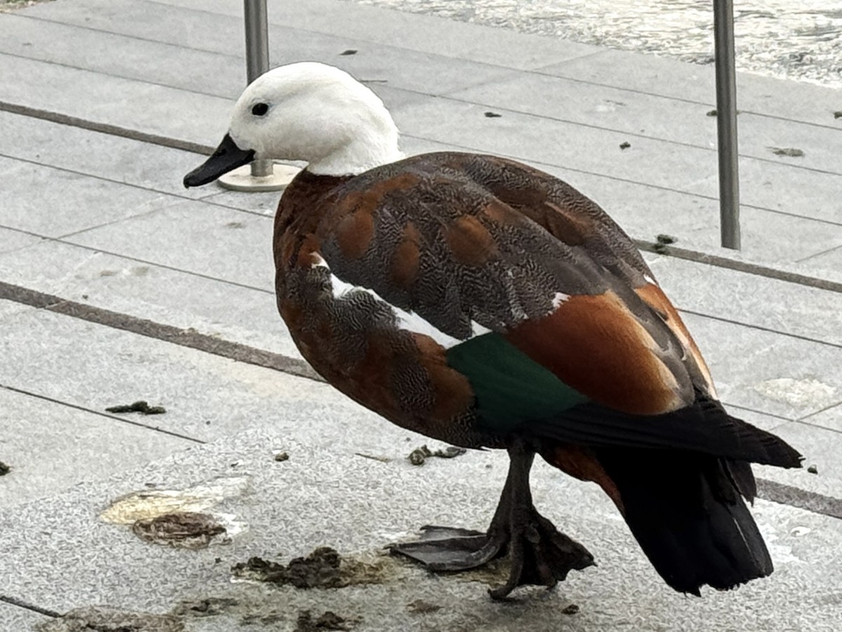 Tarro Maorí - ML645615813