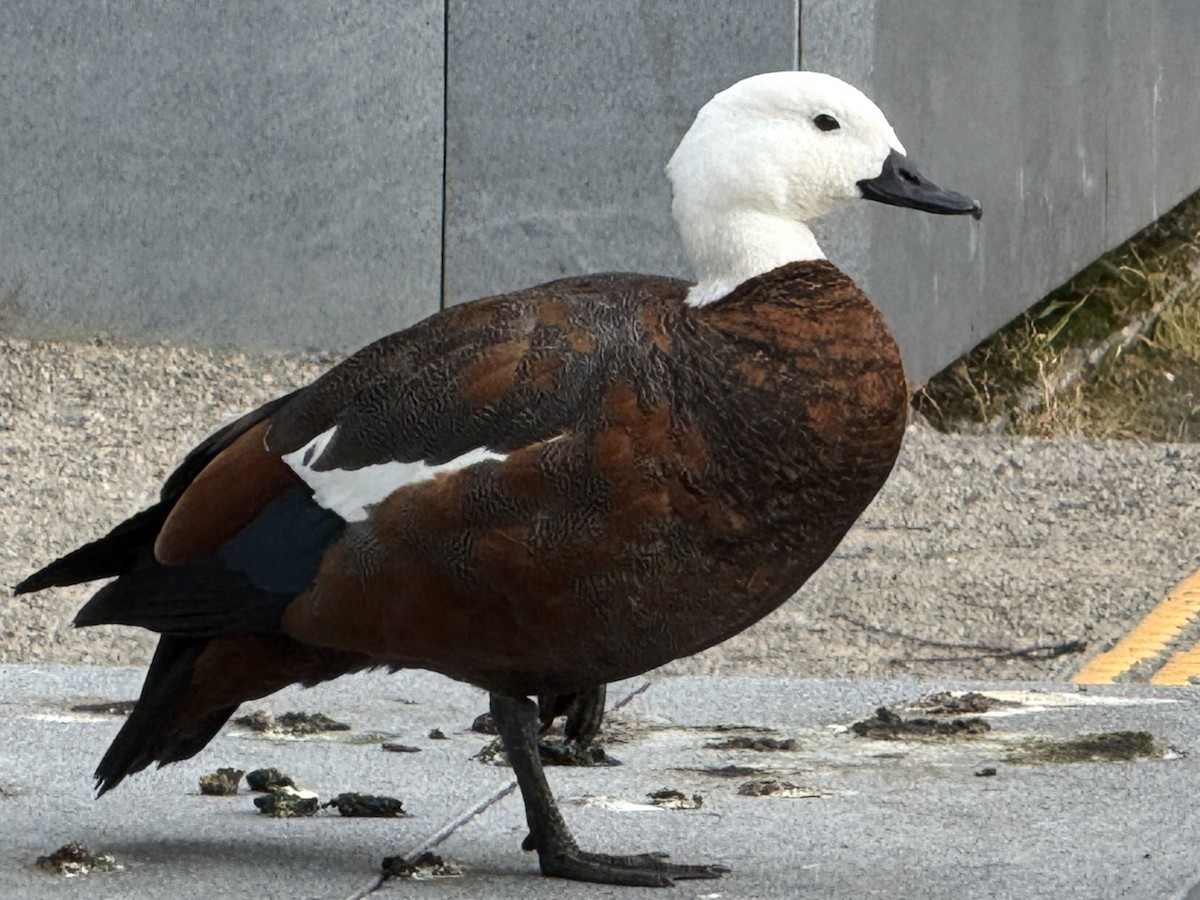 Tarro Maorí - ML645615814