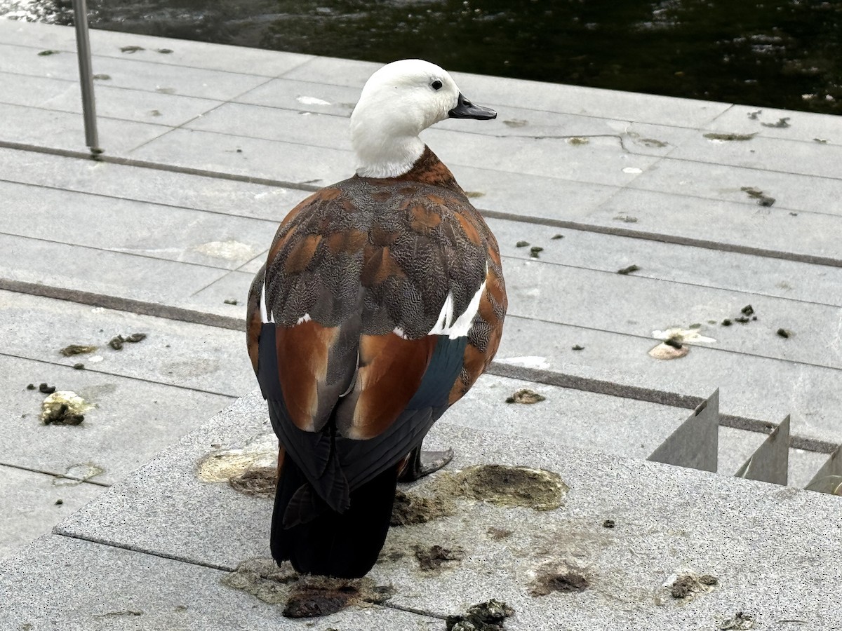 Tarro Maorí - ML645615815