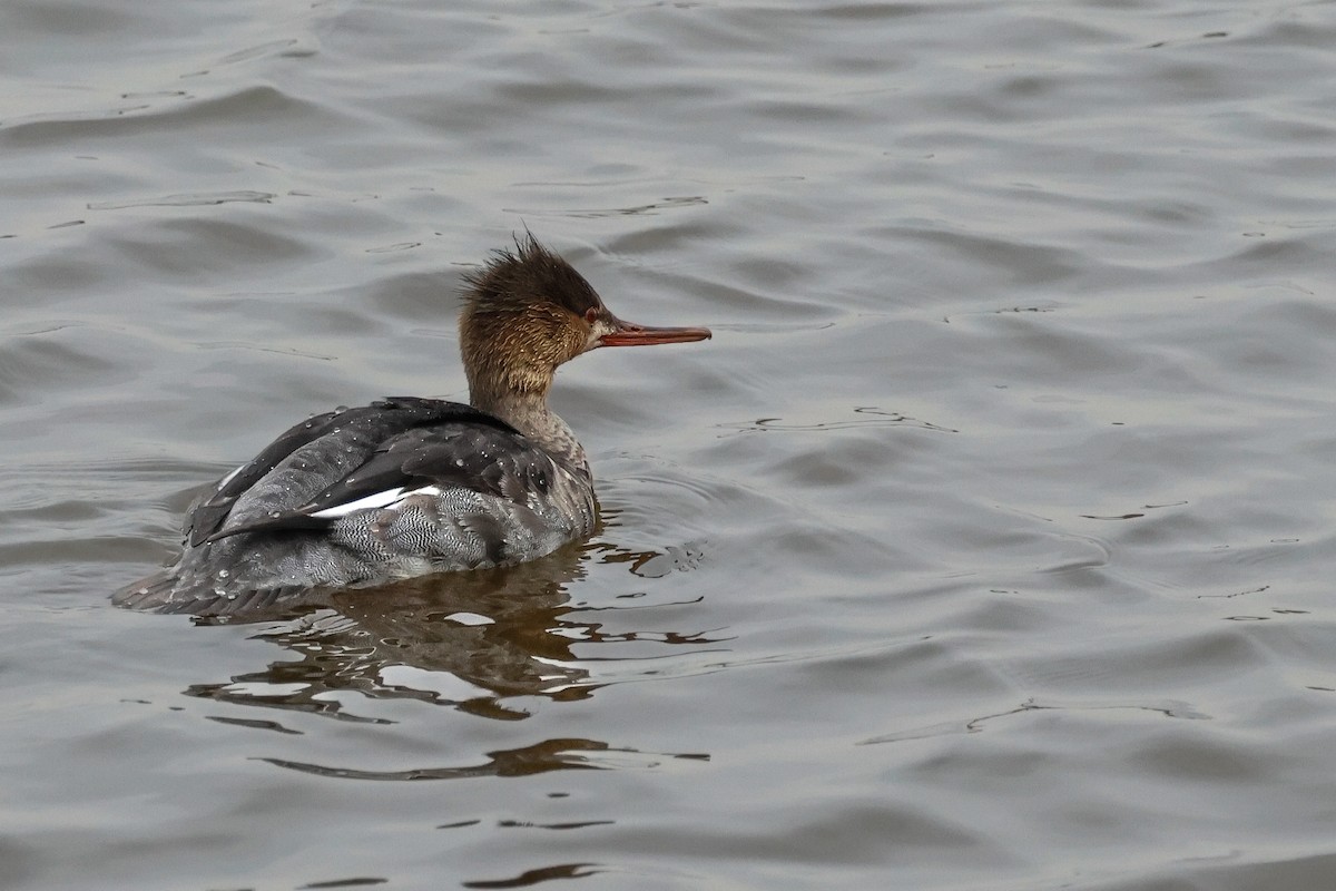 紅胸秋沙 - ML645615816