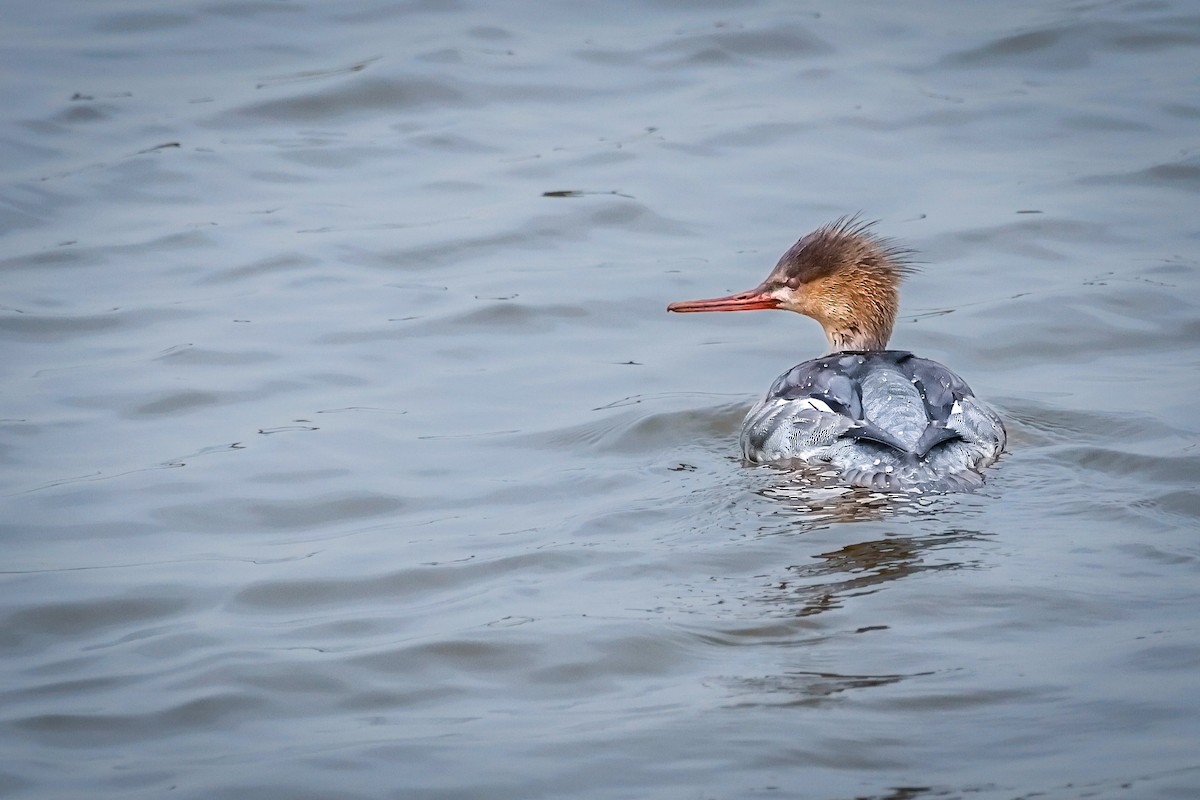 紅胸秋沙 - ML645615817