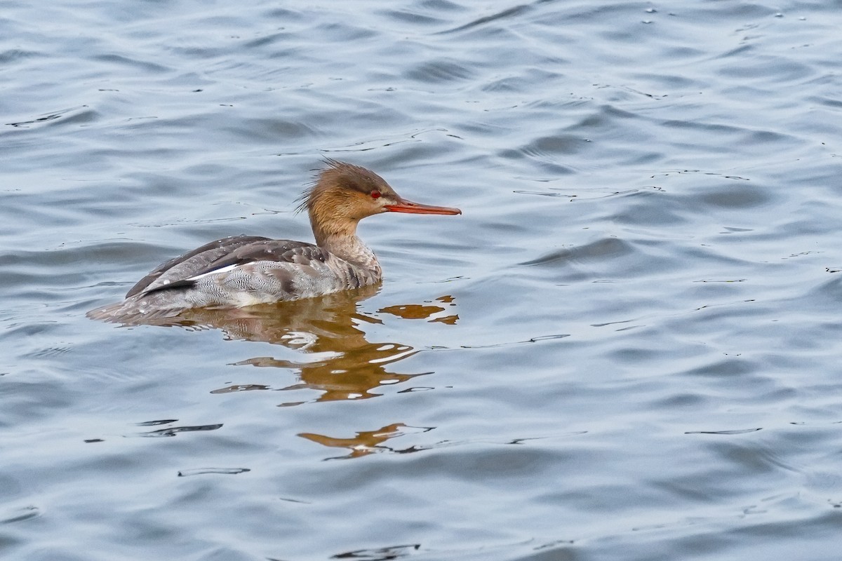 紅胸秋沙 - ML645615818
