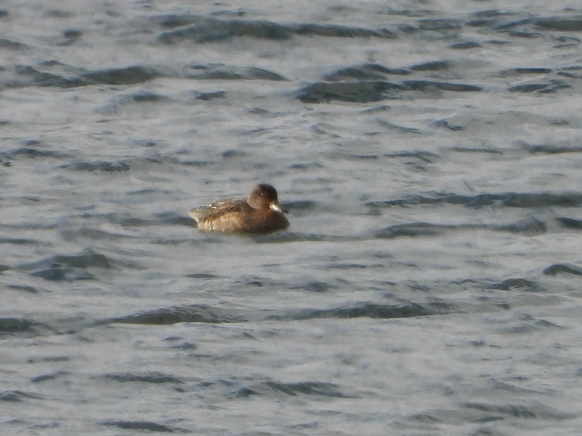 Зээрд нугас - ML645615821