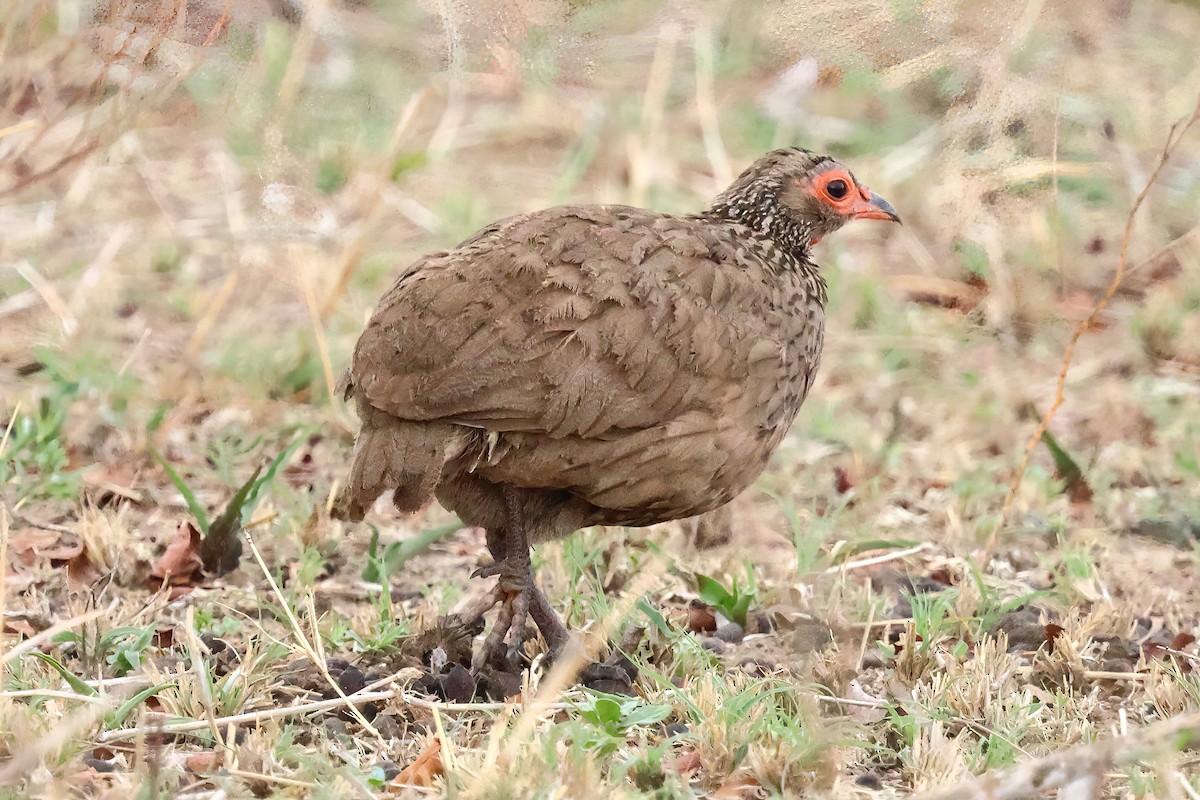 クロアシアカノドシャコ - ML645615822