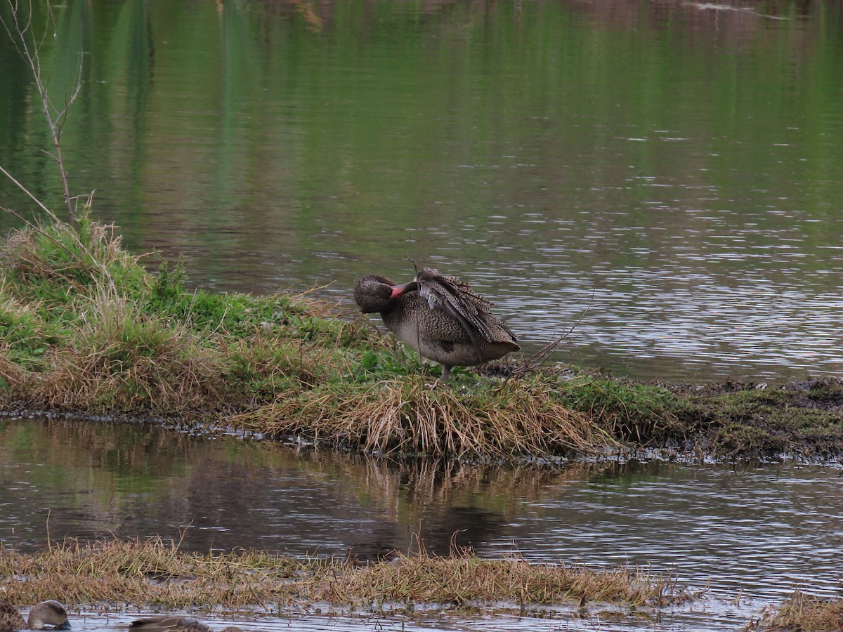 Pato Pecoso - ML645615825