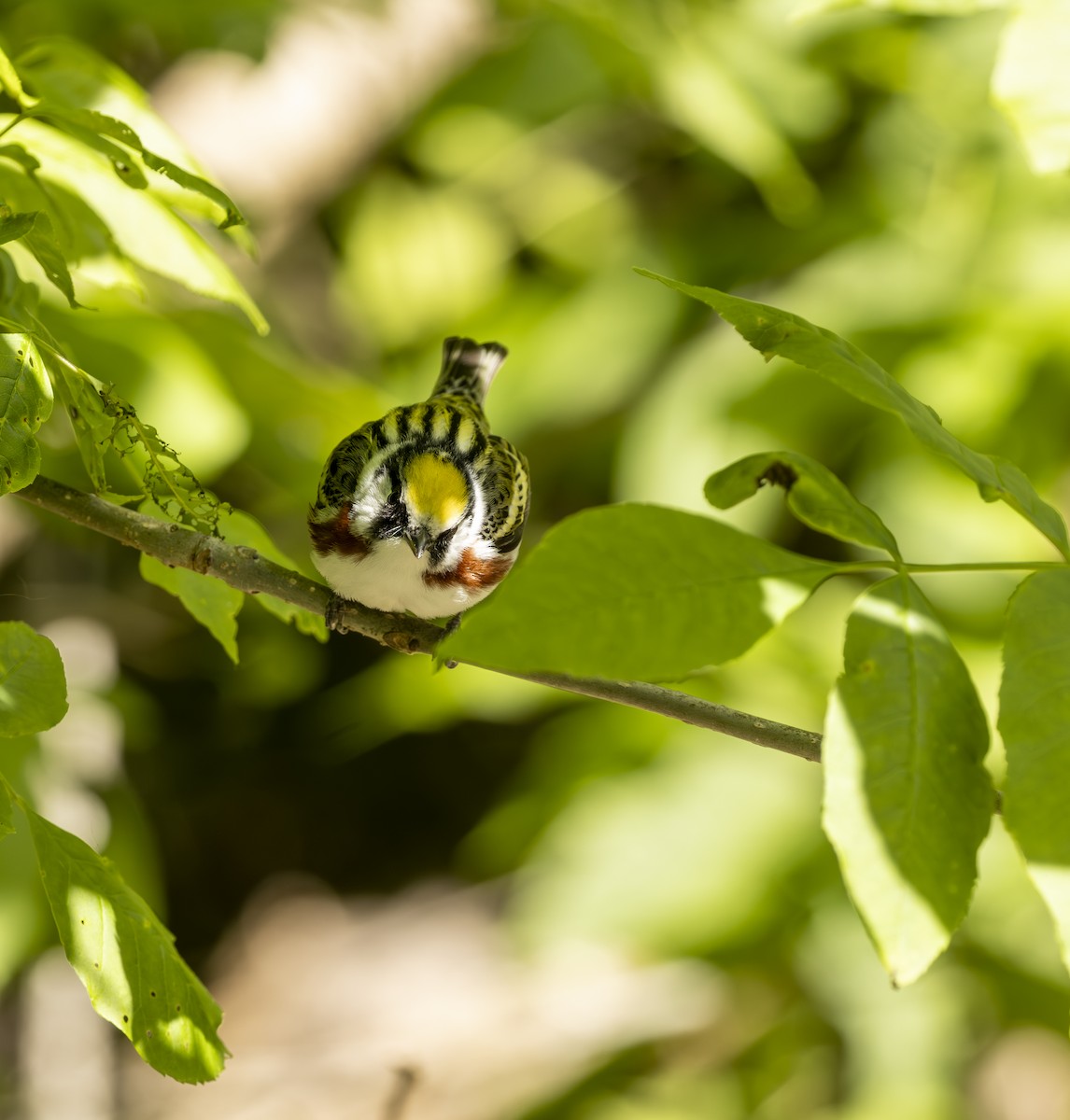 Chestnut-sided Warbler - ML645615827
