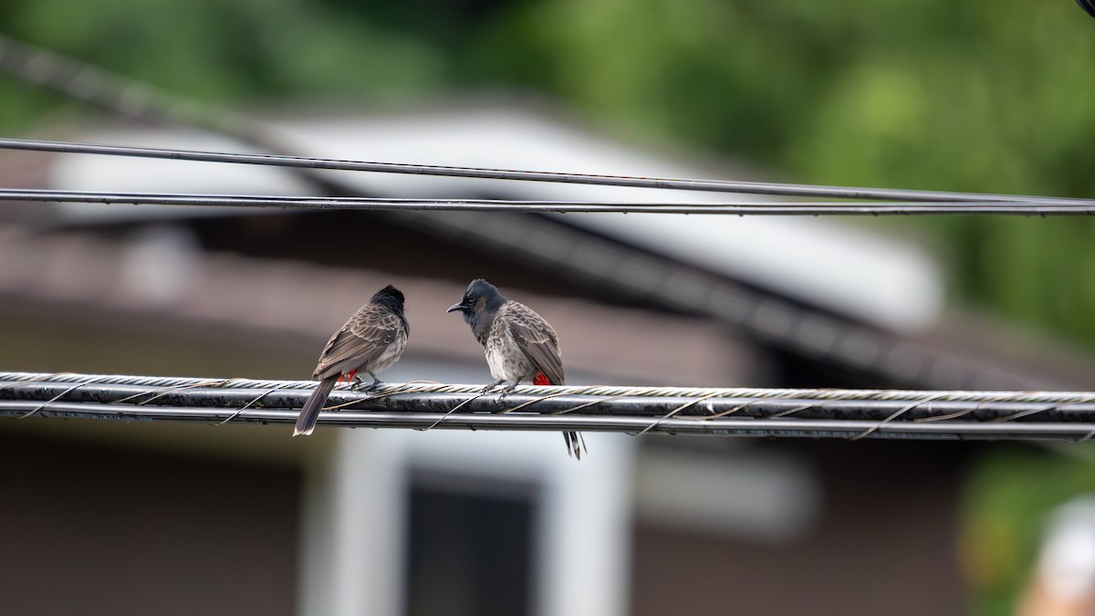 Bulbul Cafre - ML645615829