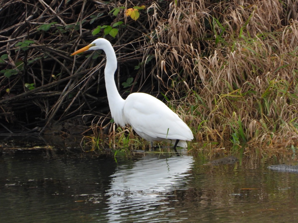 Garceta Grande - ML645615830