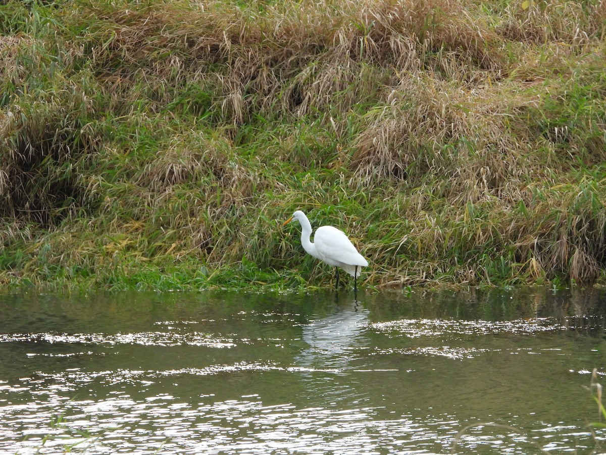 Garceta Grande - ML645615831