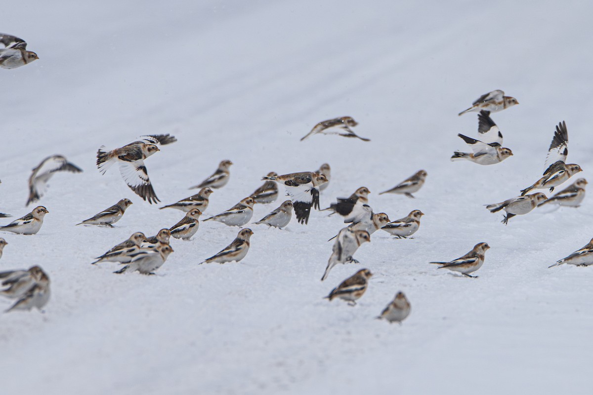 Escribano Nival - ML645615836