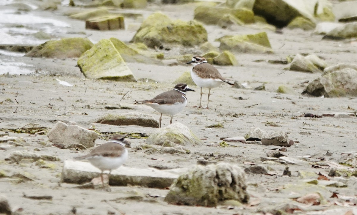 Chorlitejo Culirrojo - ML645615837