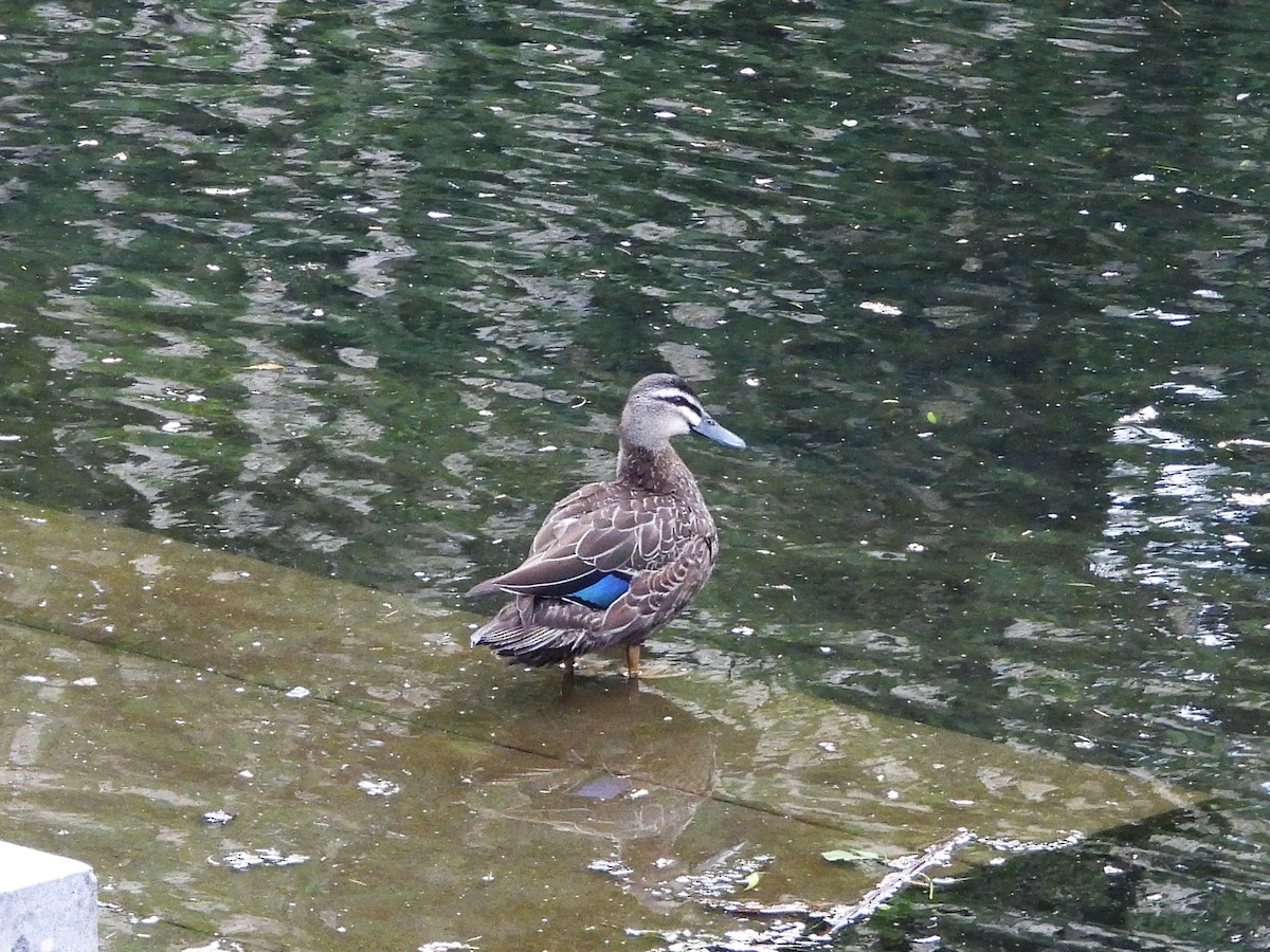 Ánade Cejudo - ML645615838