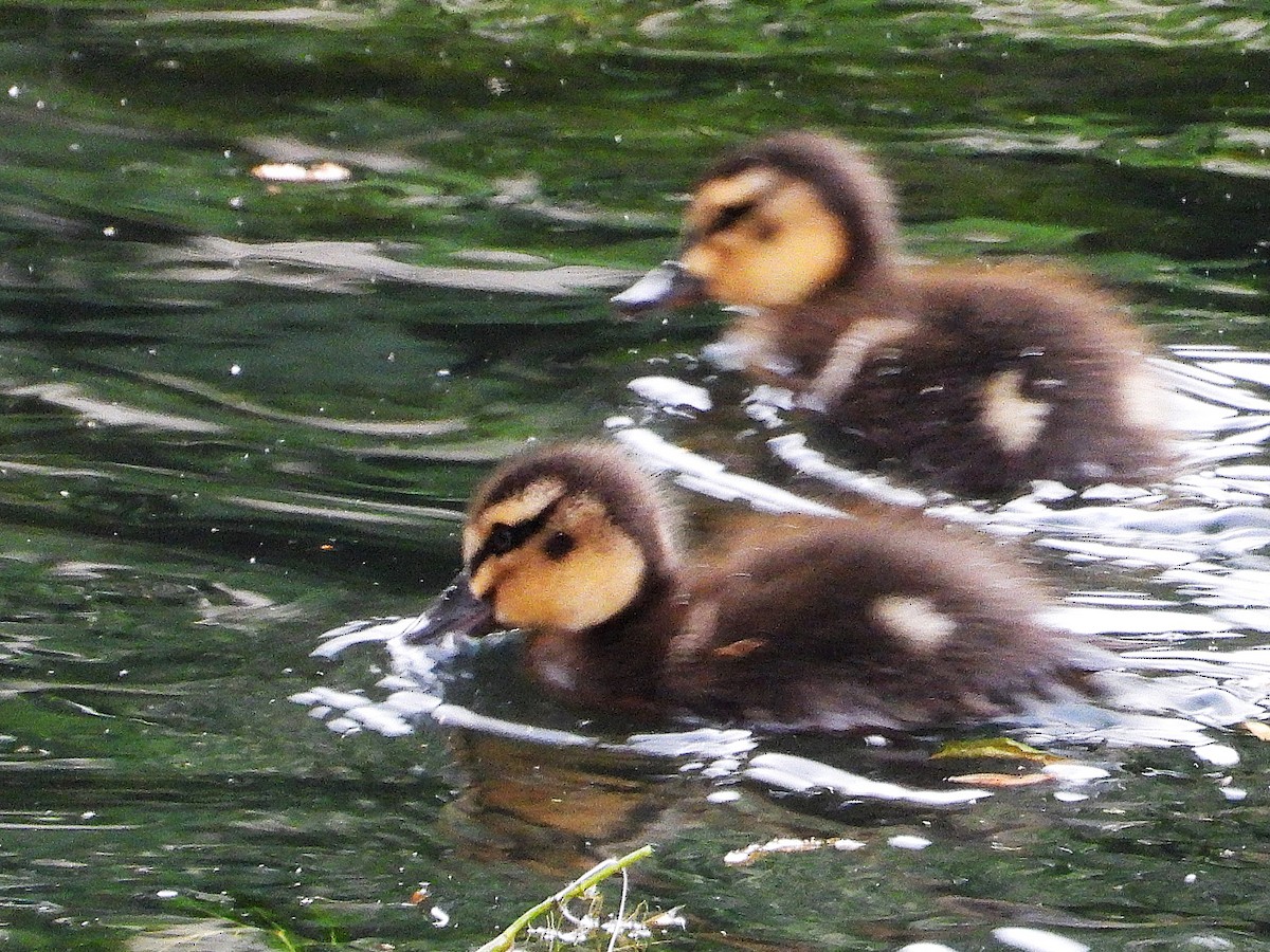 Ánade Cejudo - ML645615839