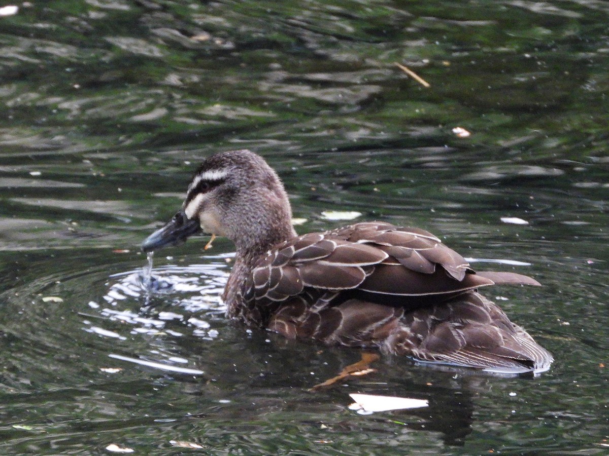 Ánade Cejudo - ML645615840