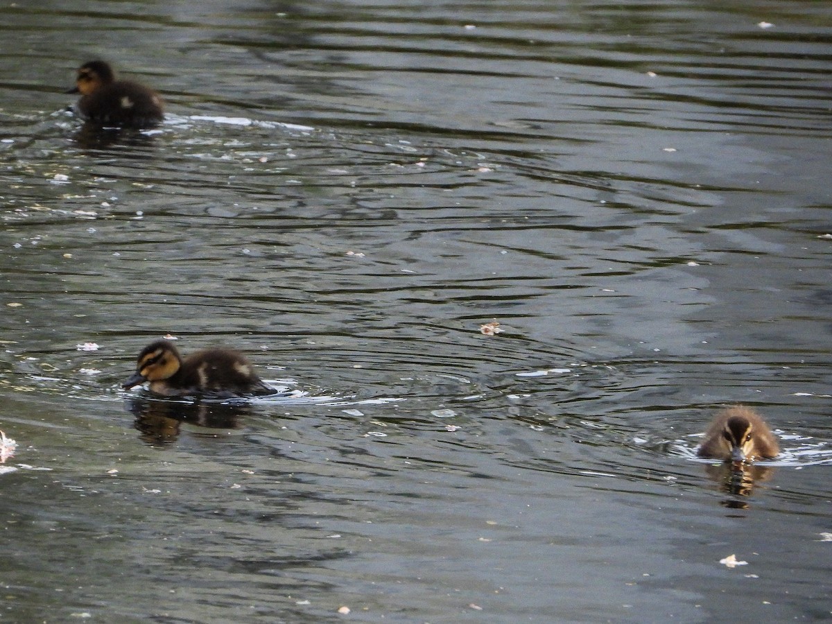 Ánade Cejudo - ML645615841