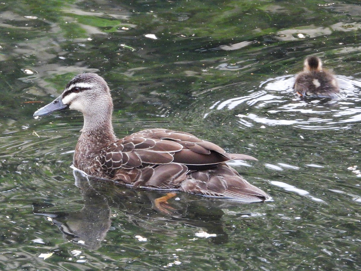 Ánade Cejudo - ML645615842