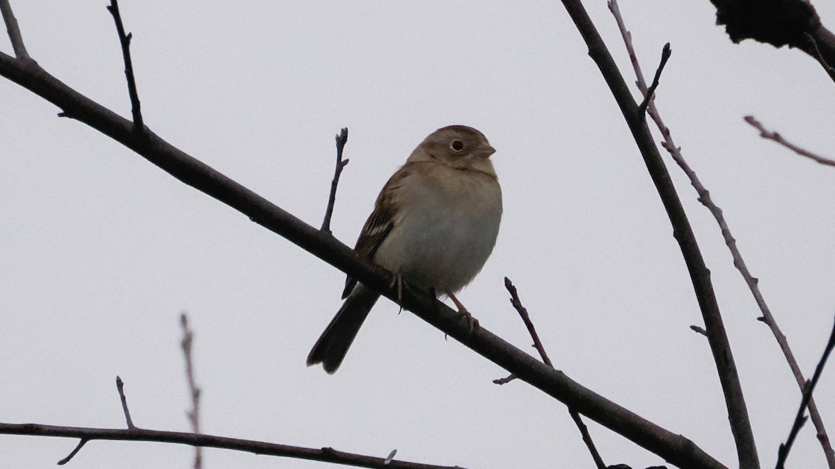 Chingolo Campestre - ML645615843