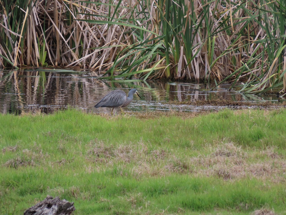 Garceta Cariblanca - ML645615845