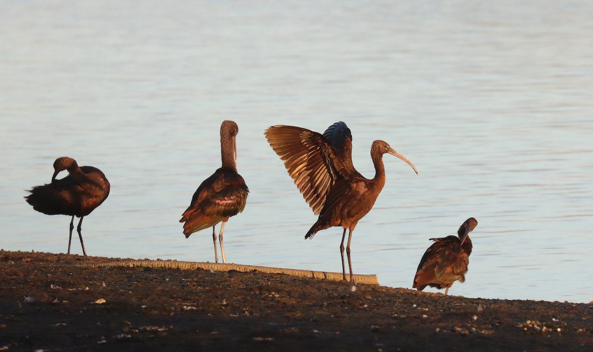 Morito Común - ML645615846