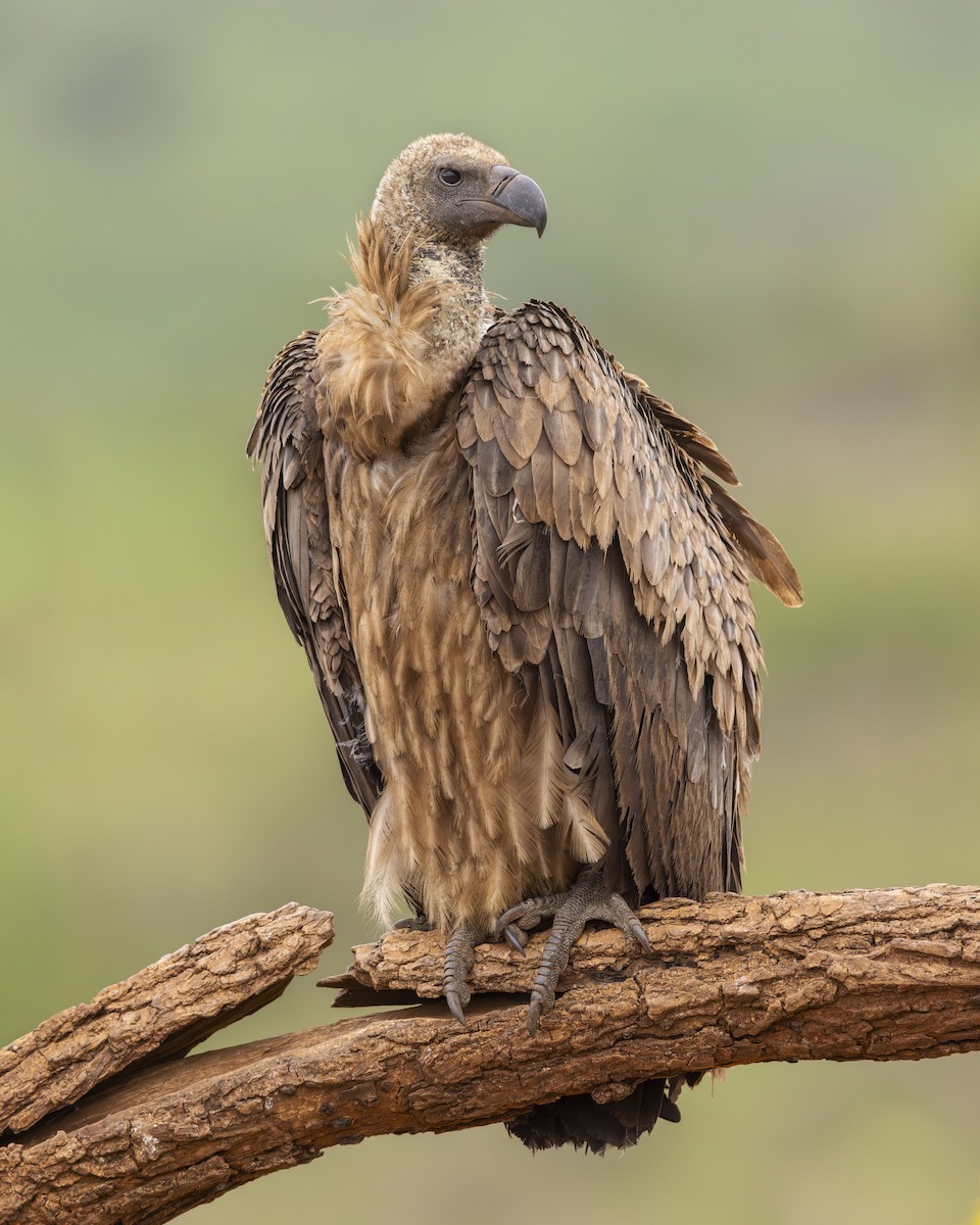 Buitre Dorsiblanco Africano - ML645615848