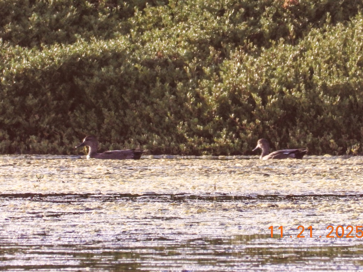 Gadwall - ML645615849